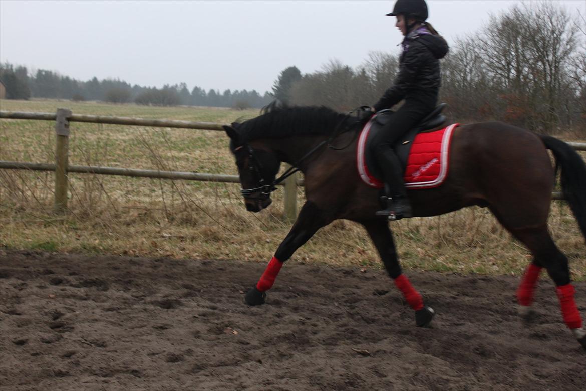 New Forest Meldgaardens Sir Eaton billede 6