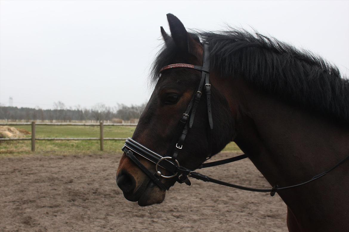 New Forest Meldgaardens Sir Eaton billede 7