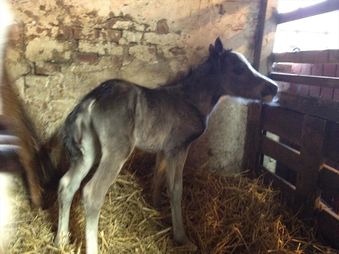 Welsh Partbred (Sec F) Antos Kalina billede 1