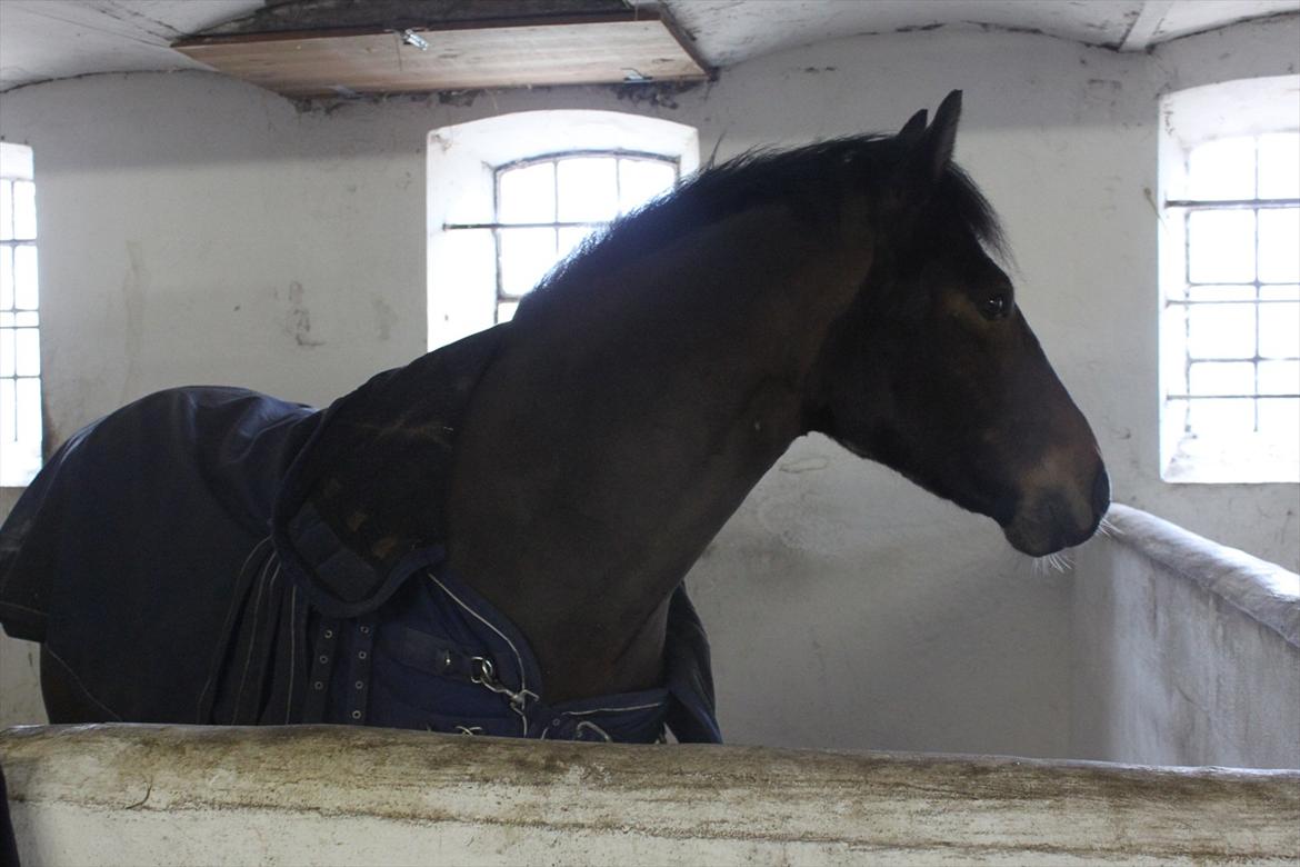 New Forest Meldgaardens Sir Eaton billede 9