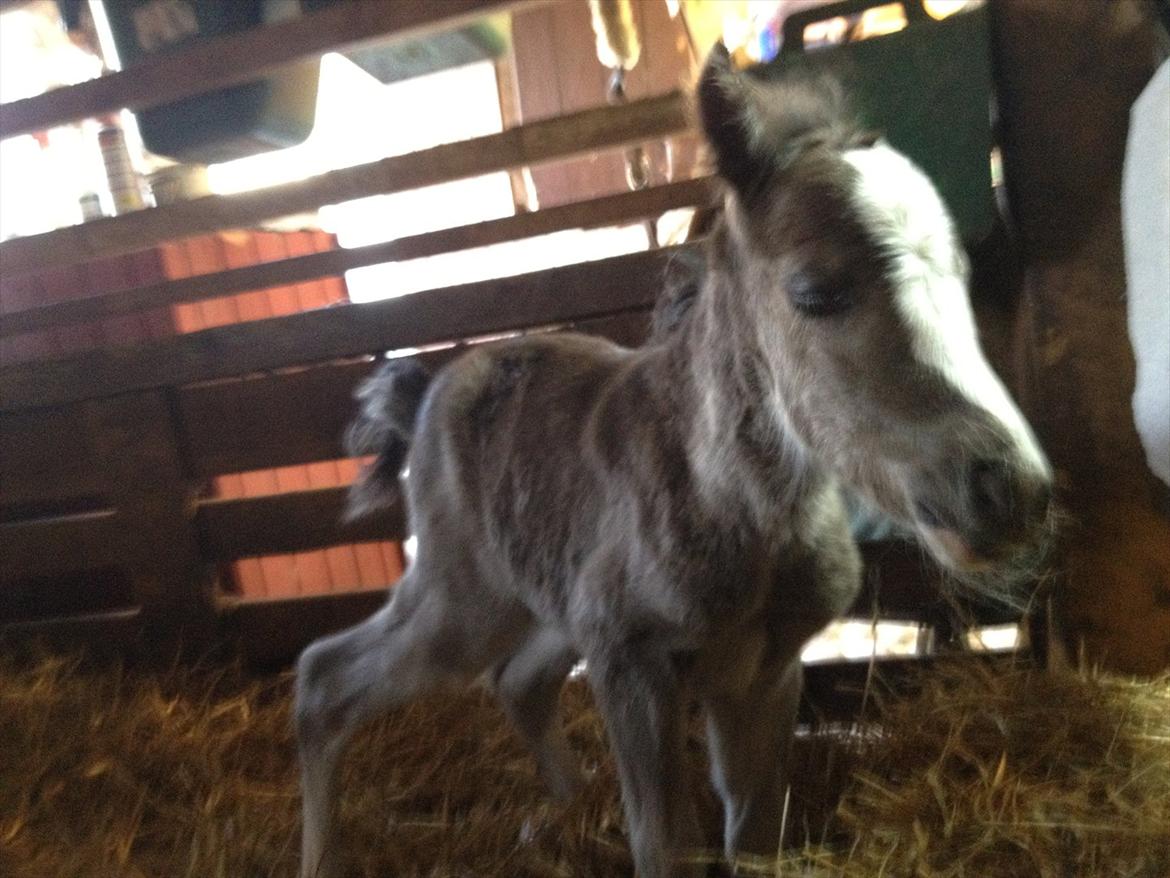 Welsh Partbred (Sec F) Antos Kalina billede 6