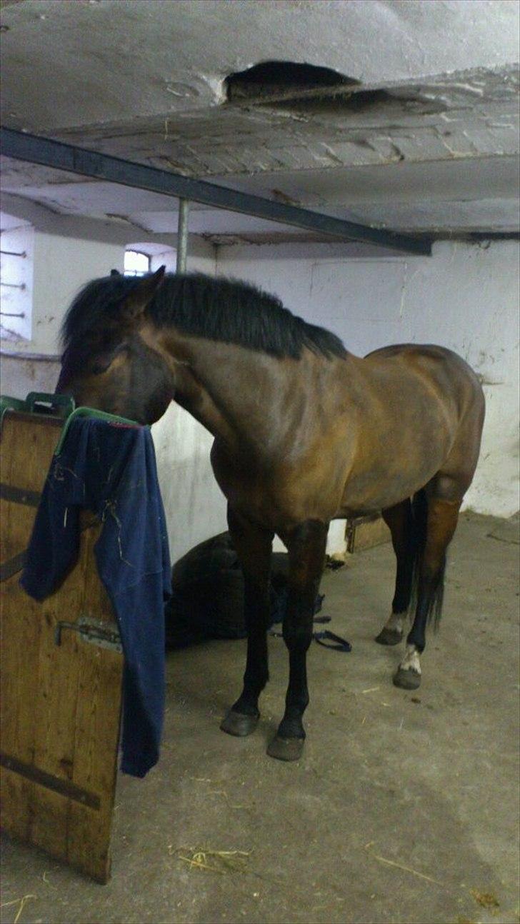 New Forest Meldgaardens Sir Eaton - ja Baby ville ikke ind i sin boks og spise billede 10