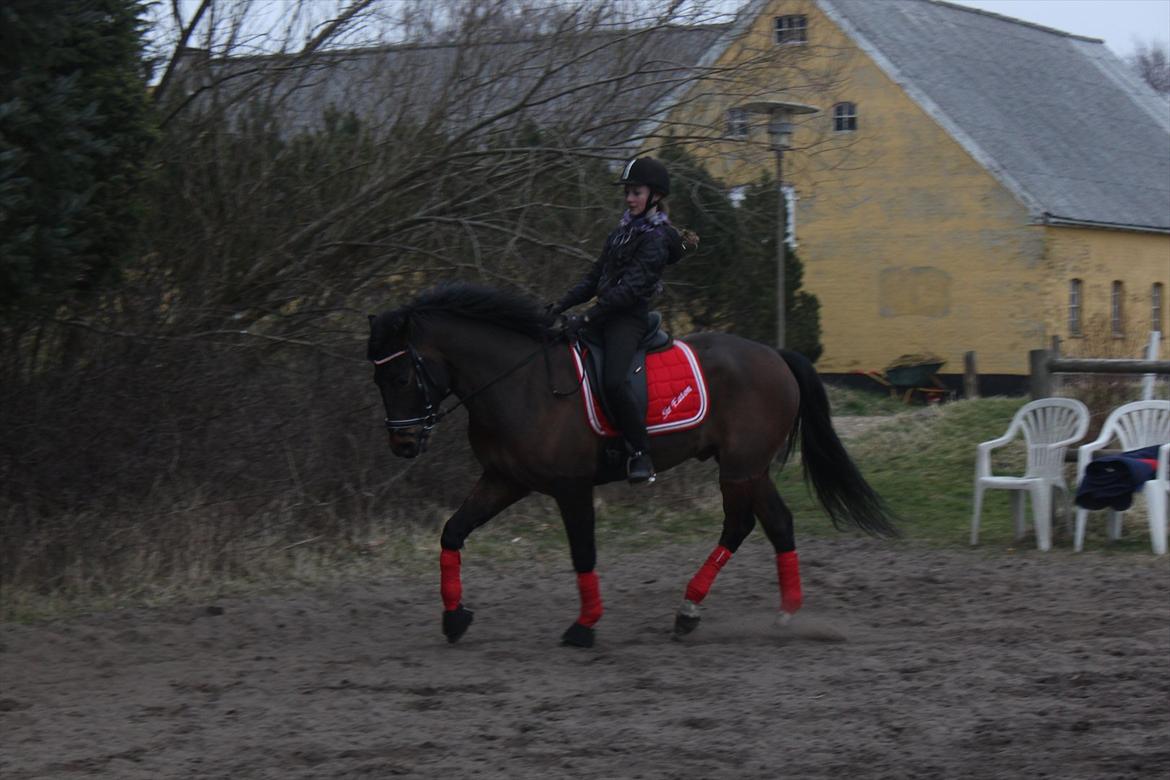 New Forest Meldgaardens Sir Eaton billede 11