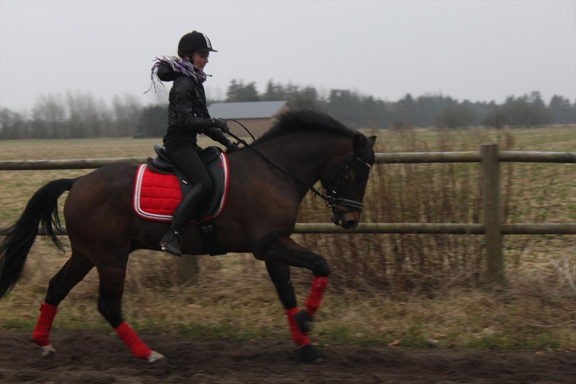 New Forest Meldgaardens Sir Eaton billede 12