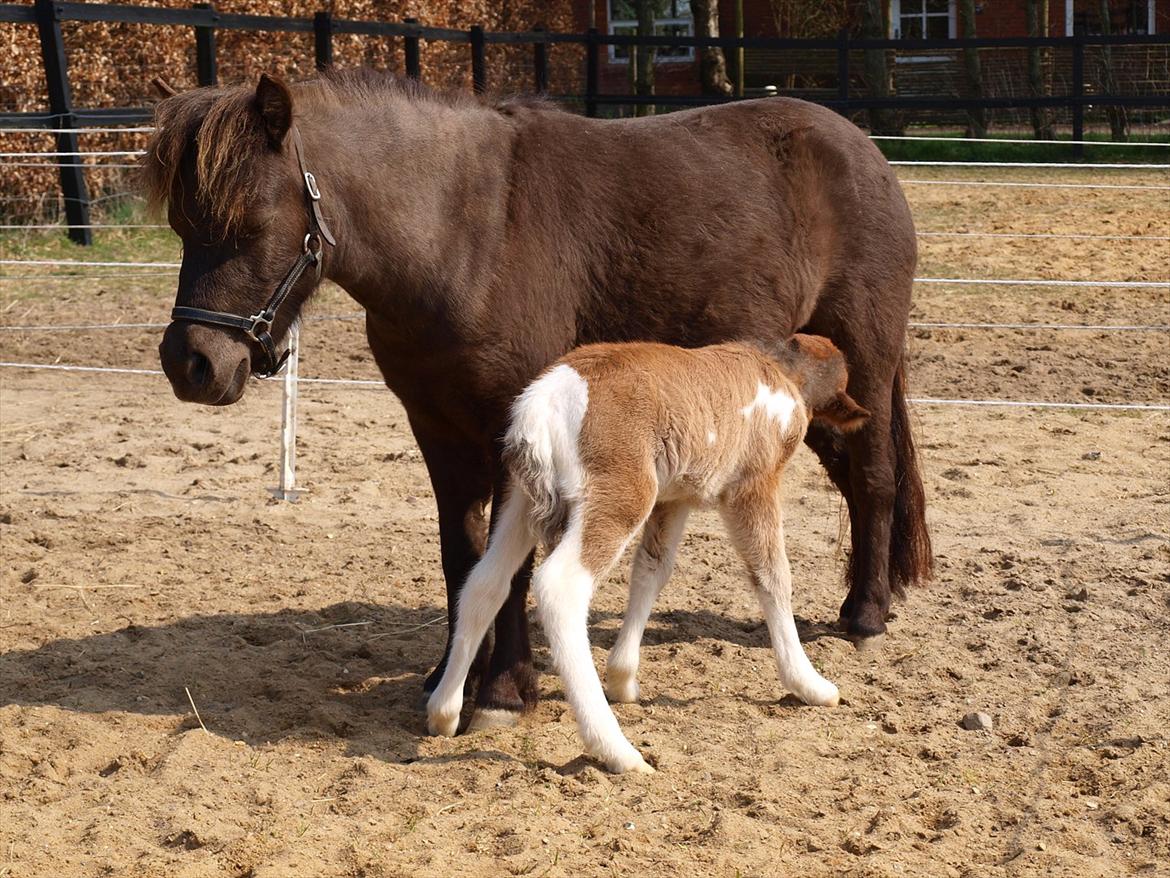 Amerikansk Miniature JL Starlights Shadow of Hope - Endelig mor, og Shadow nyder det i fulde drag billede 2