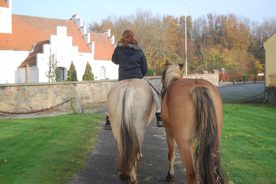 Fjordhest Krogsholt Nicole billede 17