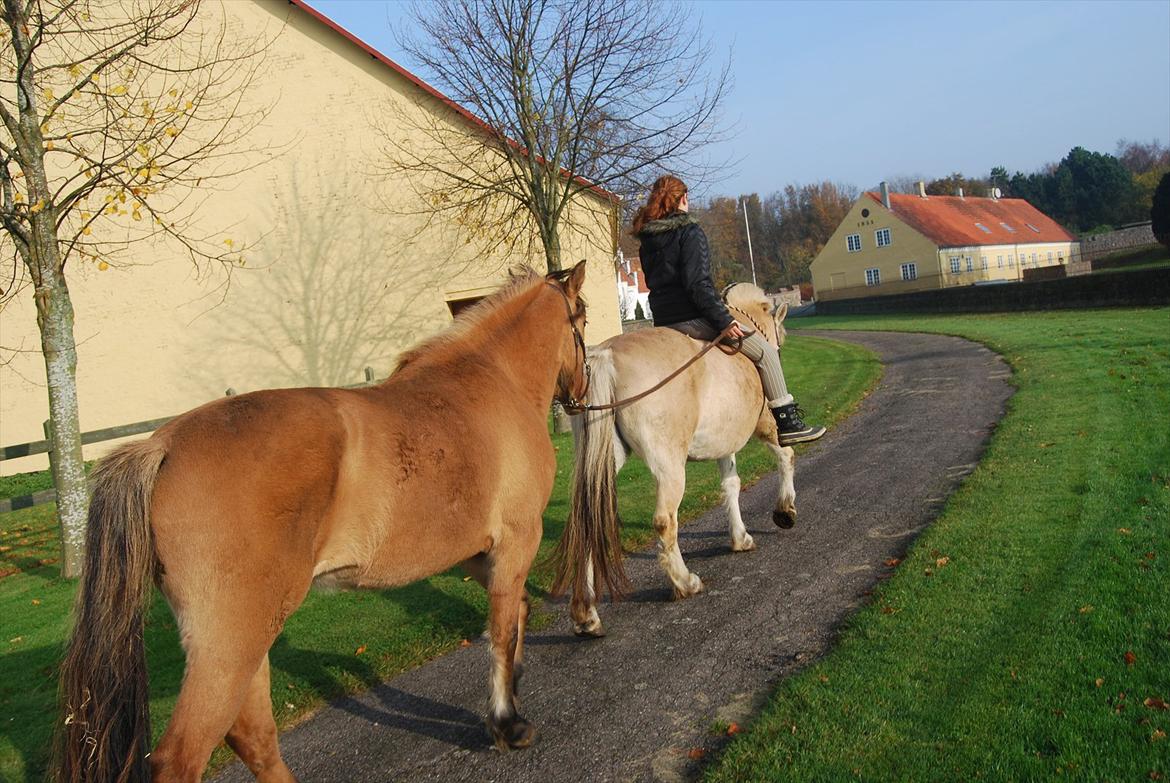 Fjordhest Krogsholt Nicole billede 18