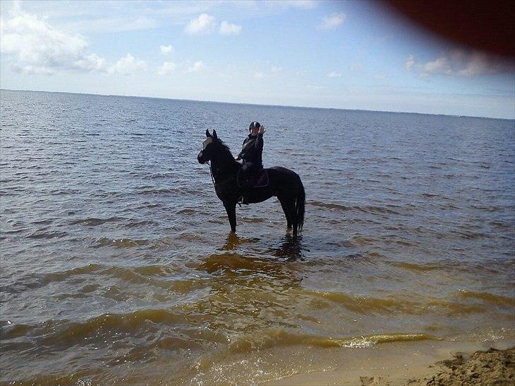 Anden særlig race Himmelhest Nightwish *DRØMMEHESTEN* - strandtur første gang :) billede 6