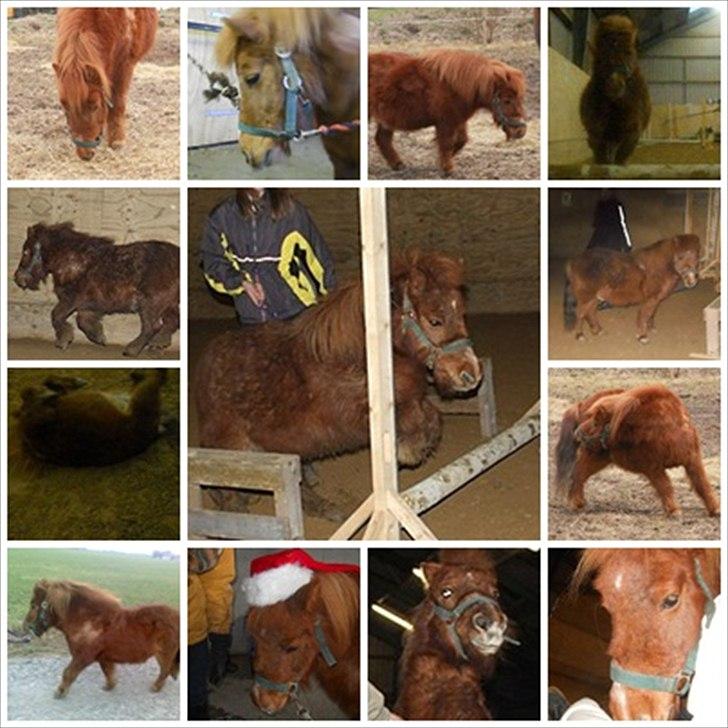 Shetlænder Coda *Troldepus* [Lånes] billede 5