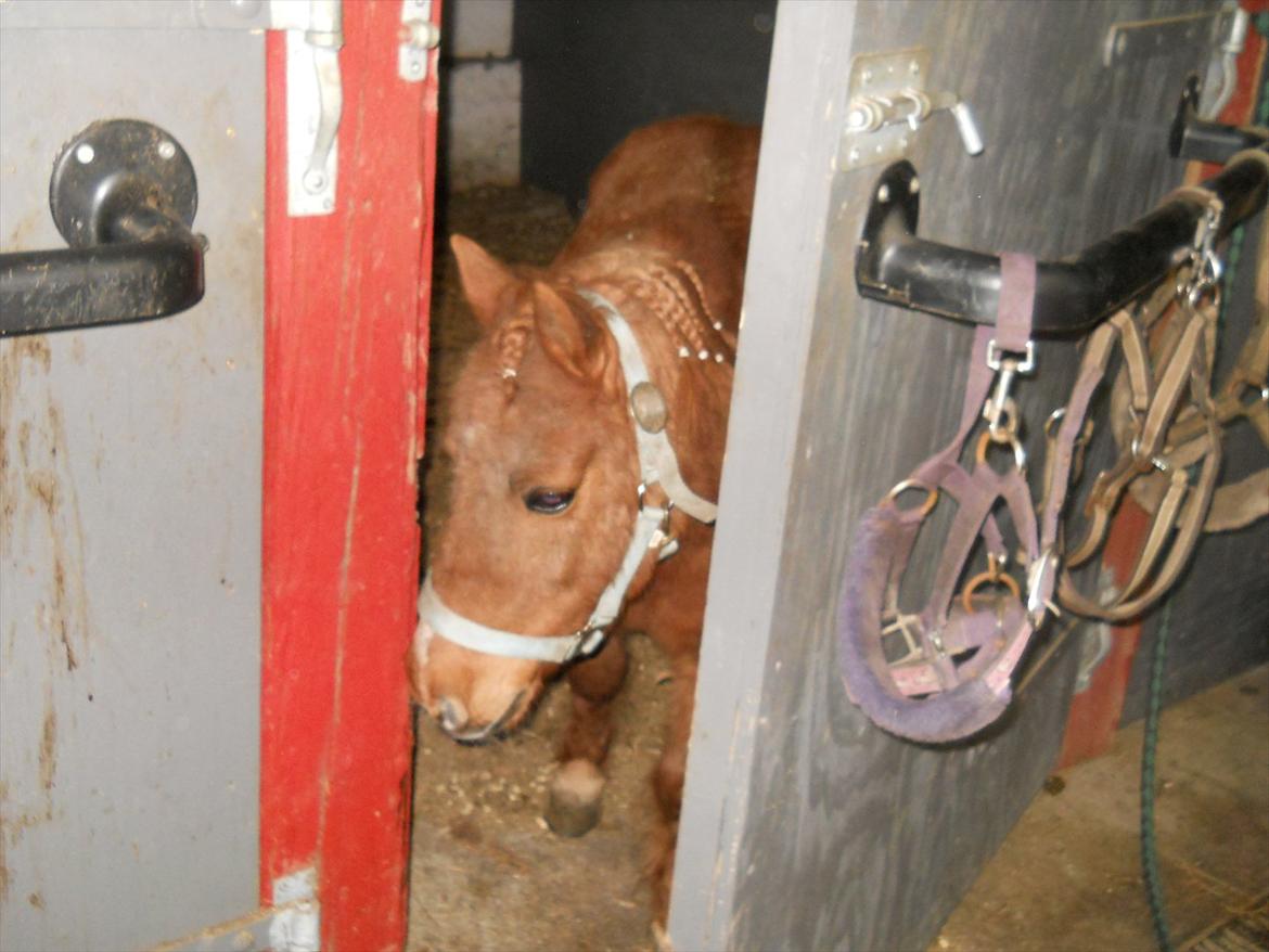 Shetlænder Coda *Troldepus* [Lånes] - Tit tit er han ikke bare den sødeste lille puttetrold billede 10