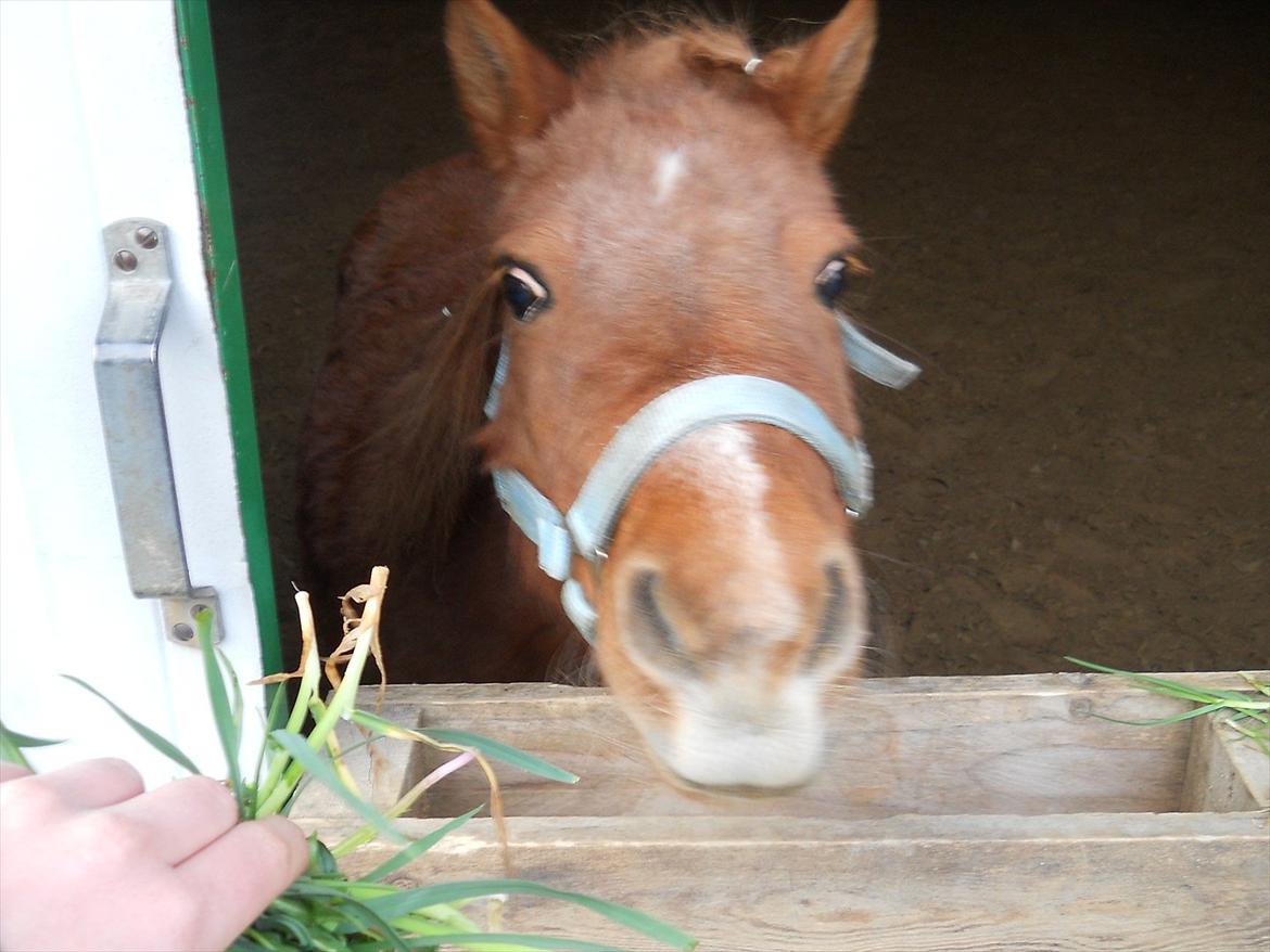 Shetlænder Coda *Troldepus* [Lånes] - JEG VIL HAVE GRÆSSET billede 15