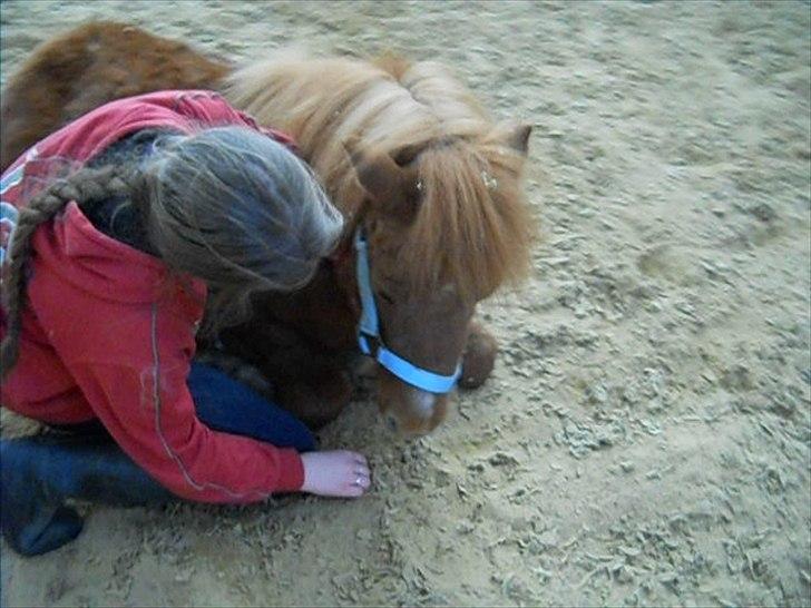 Shetlænder Coda *Troldepus* [Lånes] - Du kan ikke tvinge en hest til at elske dig. Kærlighed kommer med tillid og tillid kommer med tålmodighed. Gør dig selv den tjeneste at have denne tålmodighed og du får dig en ven for livet. billede 16