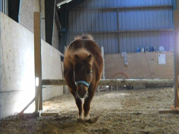 Shetlænder Coda *Troldepus* [Lånes] - Og vi lander.Igen 50 cm. billede 17