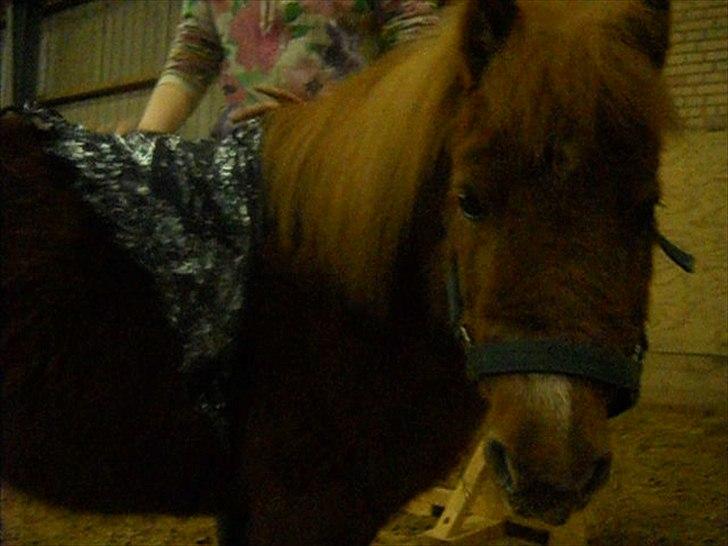 Shetlænder Coda *Troldepus* [Lånes] - Han er ikke bange for plastic der rusker på ham billede 18