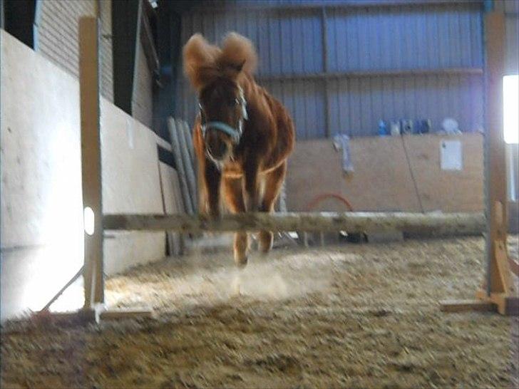 Shetlænder Coda *Troldepus* [Lånes] - Da Trolden sprang 50 cm. uden så meget som at tøve;-D billede 7