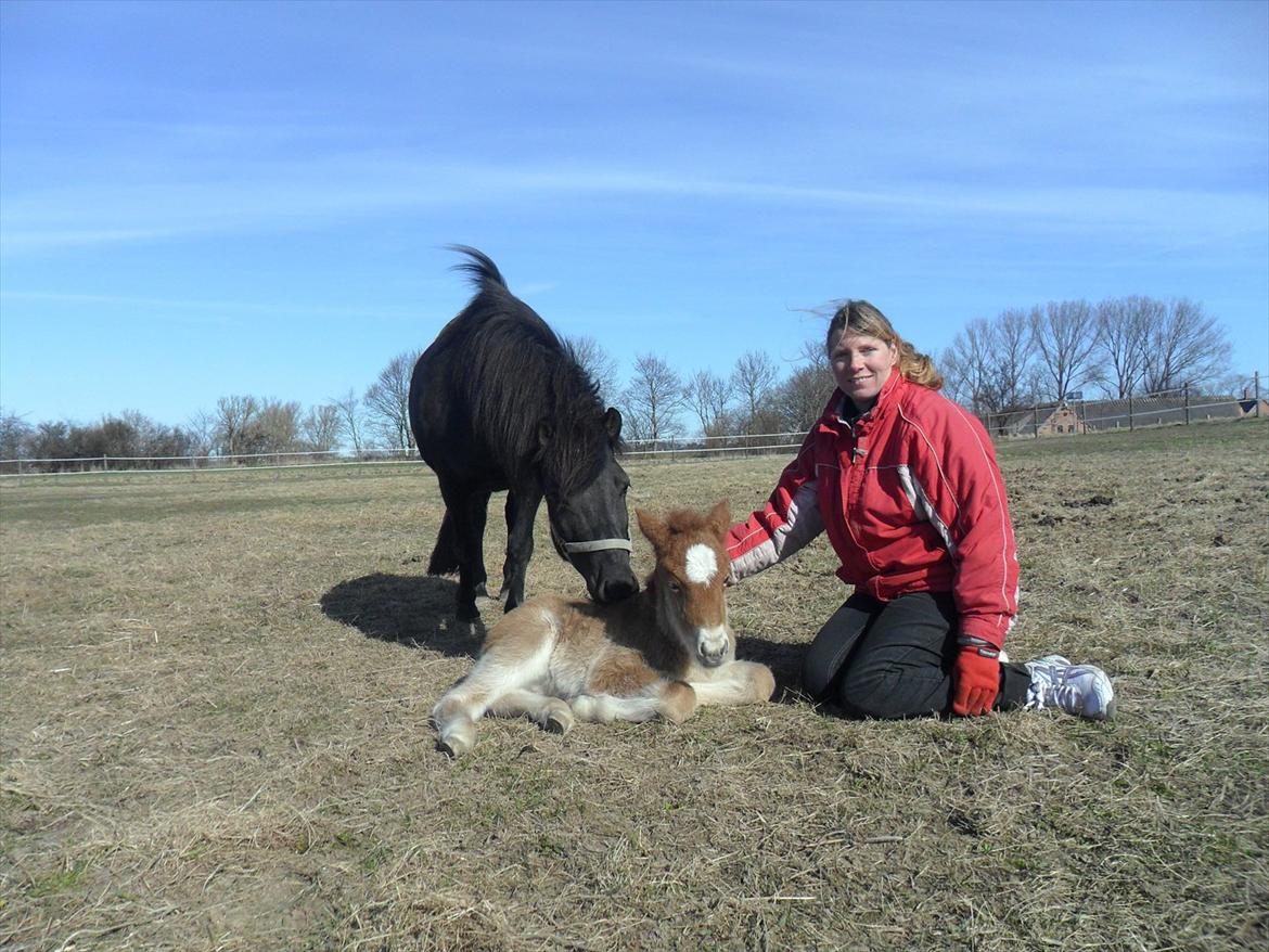 Islænder Gæfa fra Hejelte  - Gæfa og med føllet Grimsey 2012 billede 16