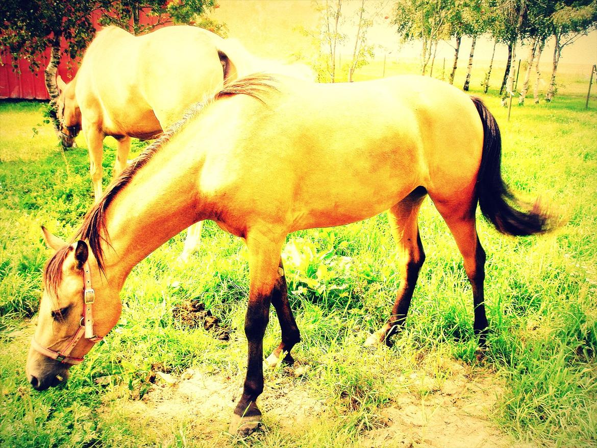 Anden særlig race Gucci billede 20