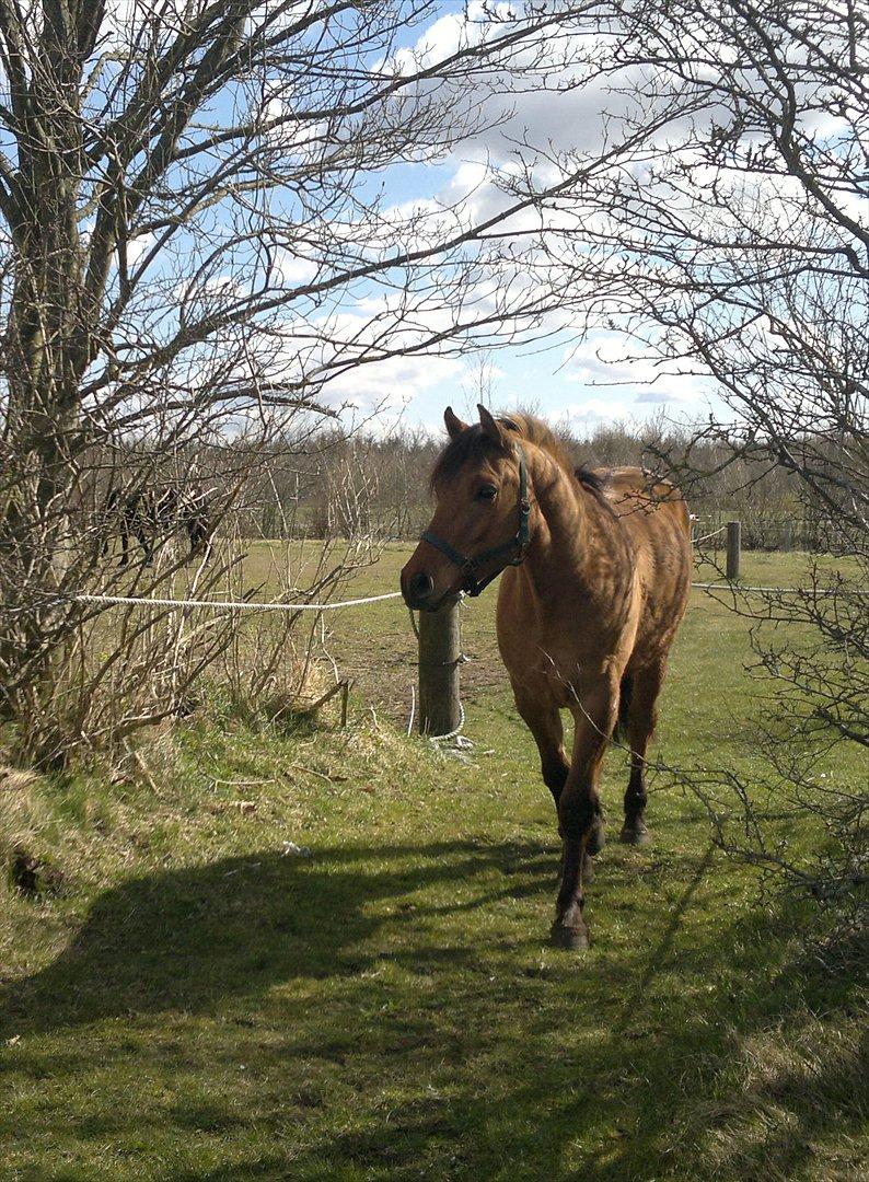 Anden særlig race Adeilo *R.I.P* - Addi marts 2012 (2½ år) billede 15