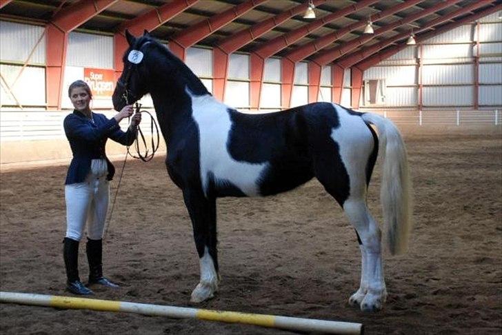 Barockpinto Spotted Monroe billede 2