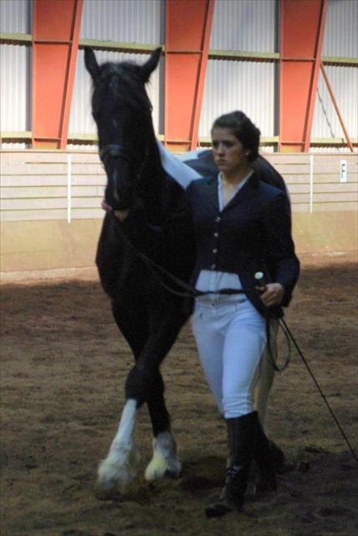 Barockpinto Spotted Monroe billede 3