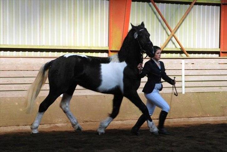 Barockpinto Spotted Monroe billede 4