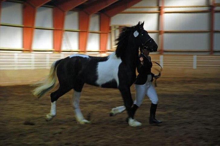 Barockpinto Spotted Monroe billede 5