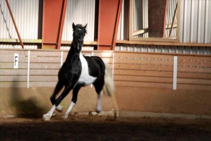 Barockpinto Spotted Monroe billede 6