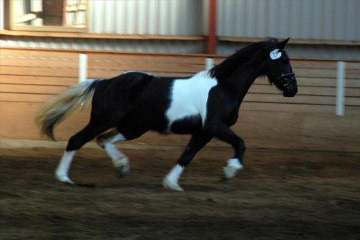 Barockpinto Spotted Monroe billede 7