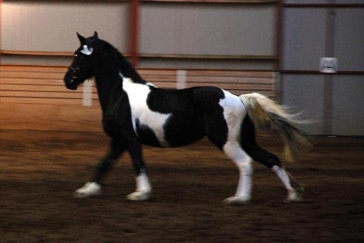 Barockpinto Spotted Monroe billede 8