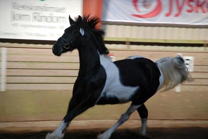 Barockpinto Spotted Monroe billede 9