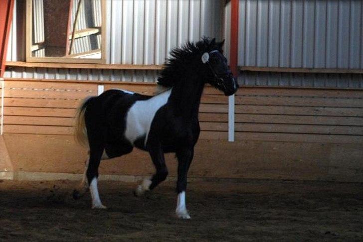 Barockpinto Spotted Monroe billede 10