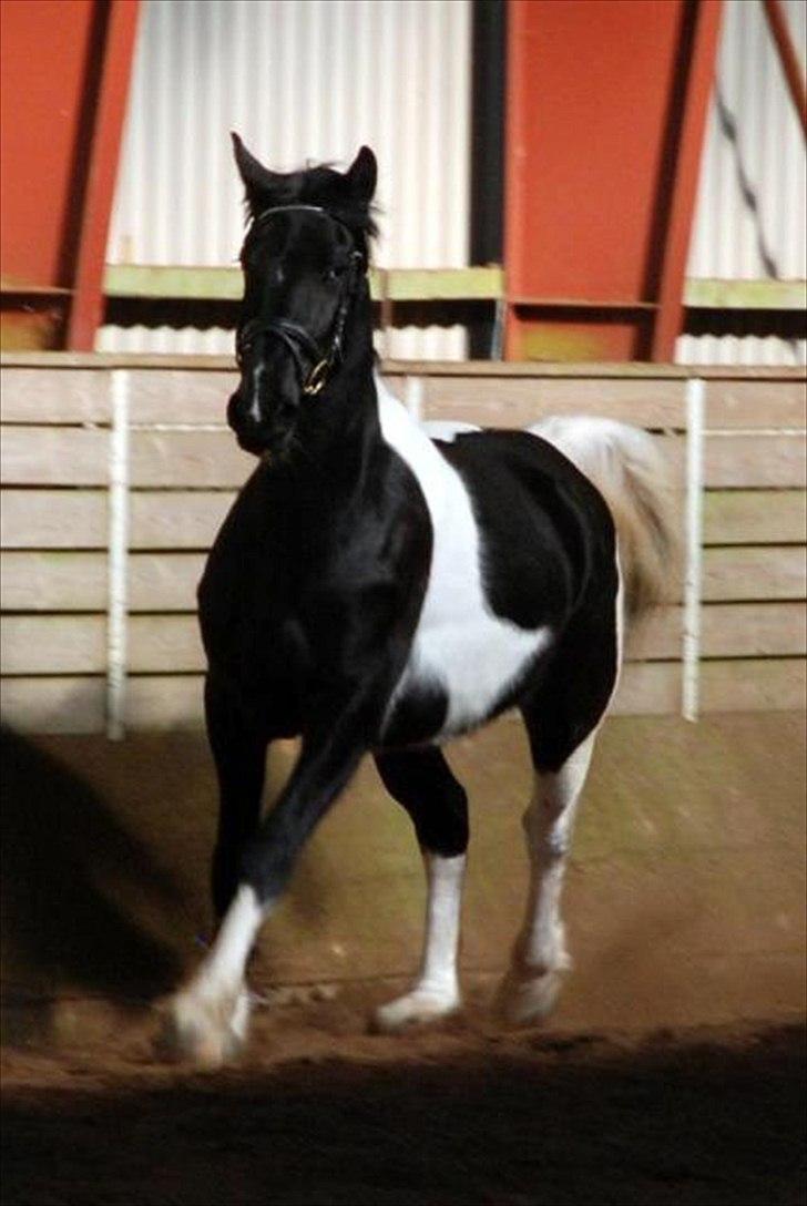 Barockpinto Spotted Monroe billede 1