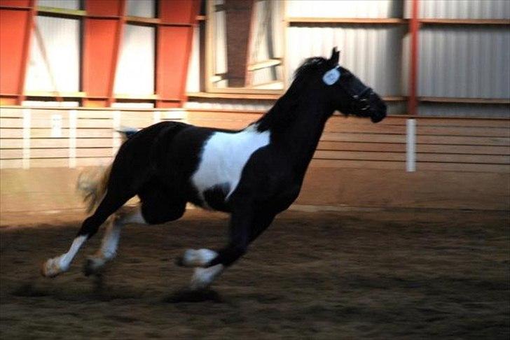 Barockpinto Spotted Monroe billede 12