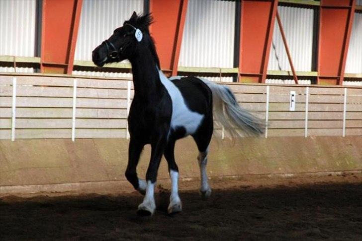 Barockpinto Spotted Monroe billede 13