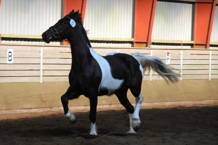 Barockpinto Spotted Monroe billede 14