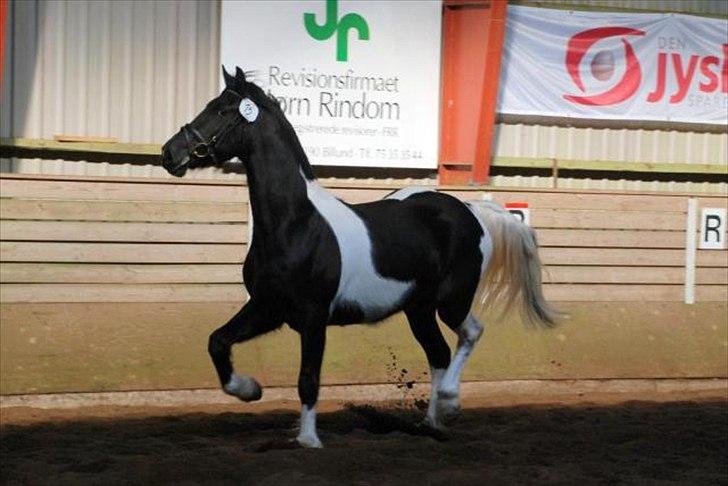 Barockpinto Spotted Monroe billede 15