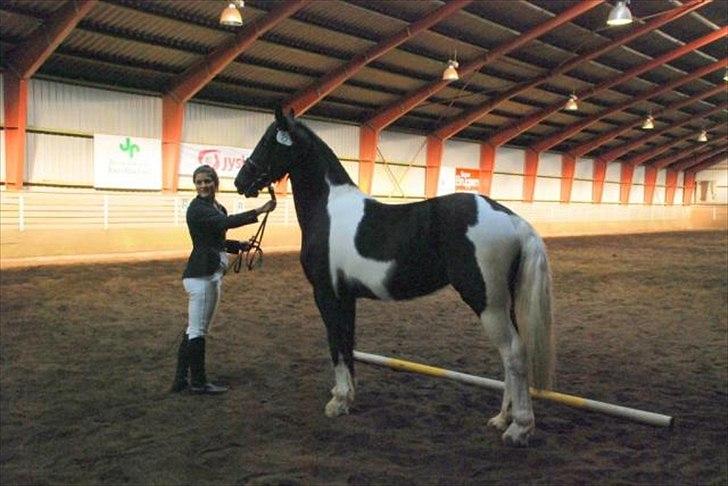 Barockpinto Spotted Monroe billede 16