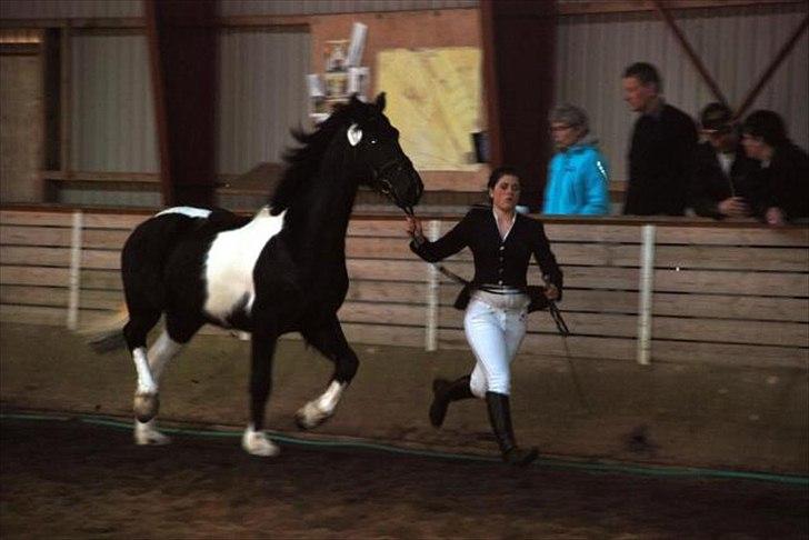 Barockpinto Spotted Monroe billede 17