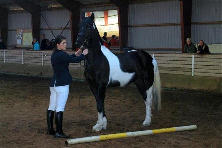 Barockpinto Spotted Monroe billede 18