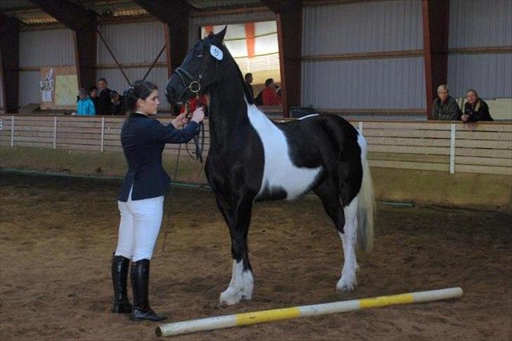 Barockpinto Spotted Monroe billede 19