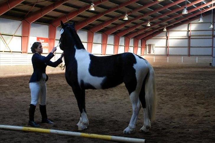 Barockpinto Spotted Monroe billede 20