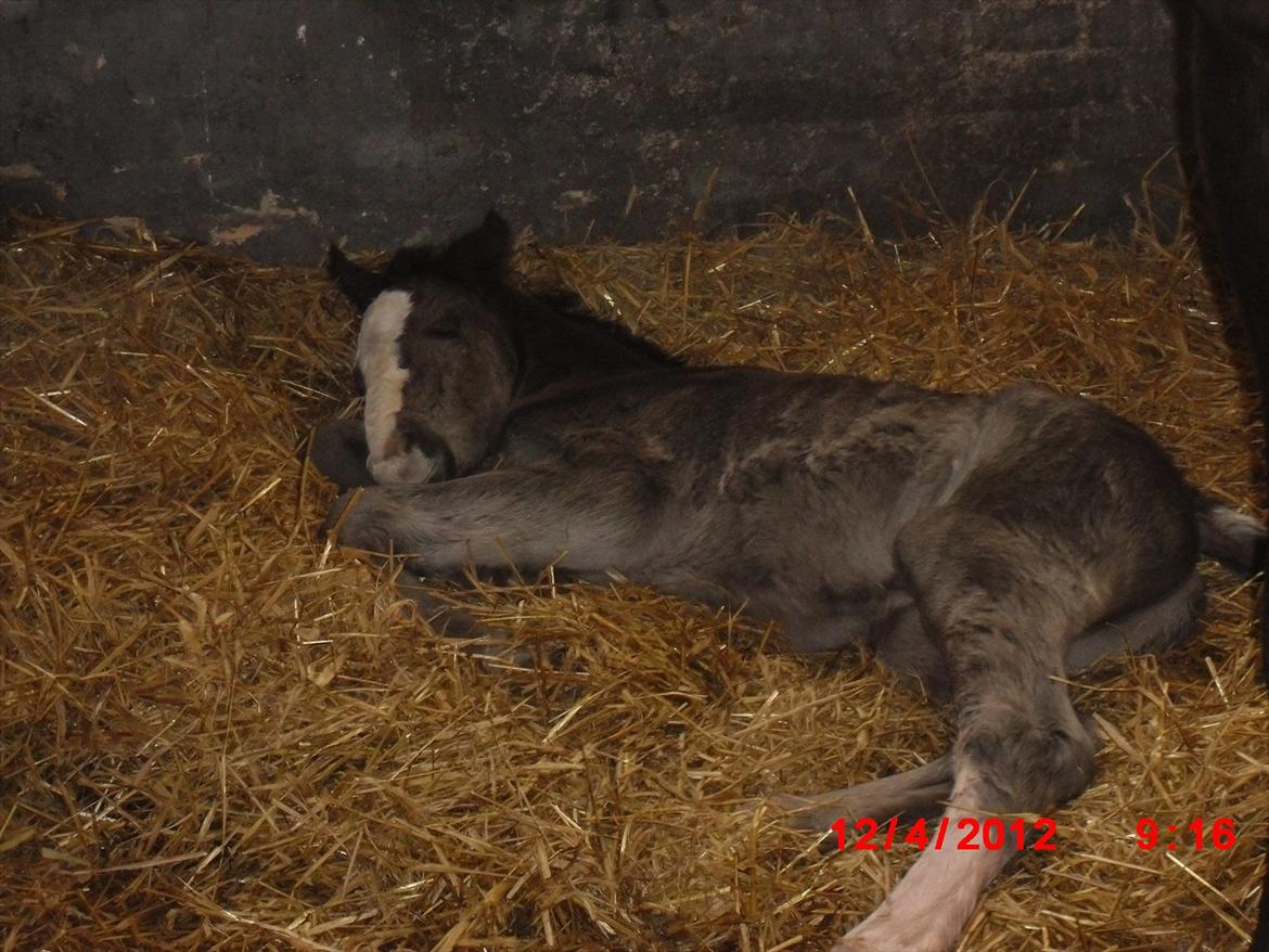 Anden særlig race Jesper født Ponyo billede 1