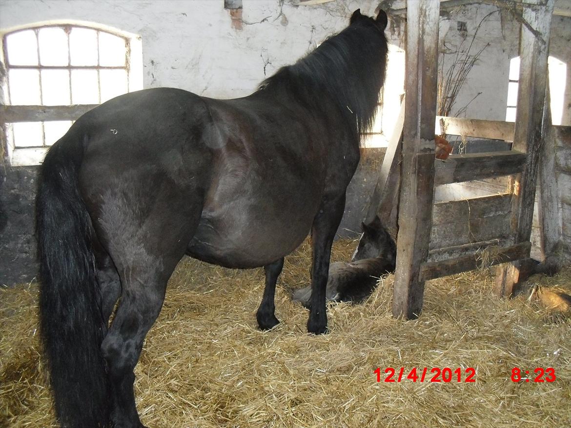 Anden særlig race Jesper født Ponyo billede 2