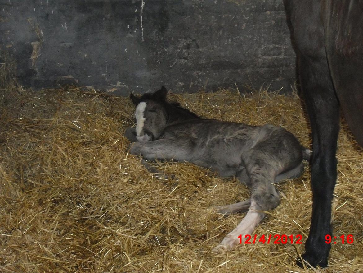 Anden særlig race Jesper født Ponyo billede 3