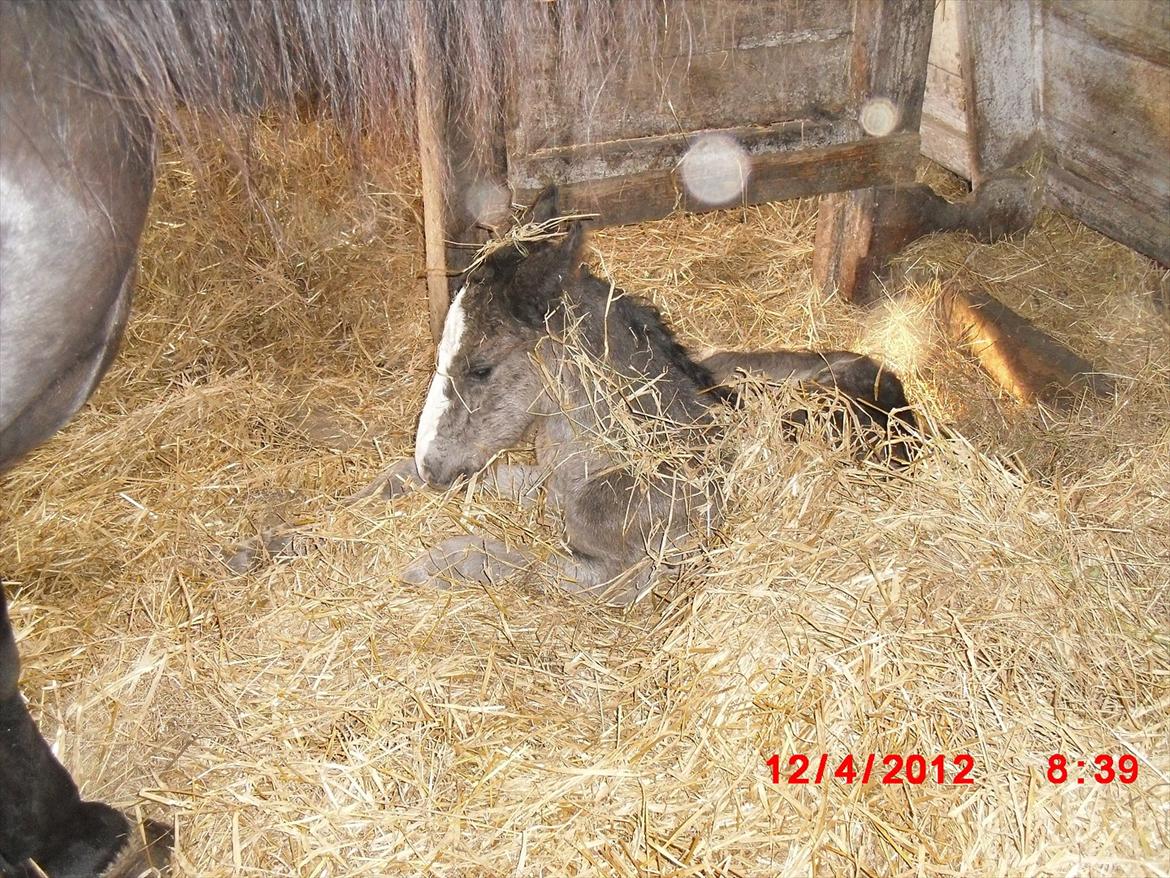 Anden særlig race Jesper født Ponyo billede 4