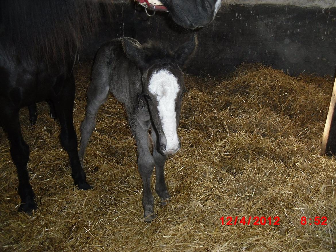 Anden særlig race Jesper født Ponyo billede 5