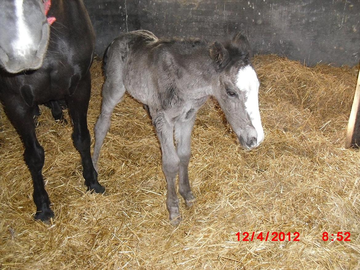 Anden særlig race Jesper født Ponyo billede 6