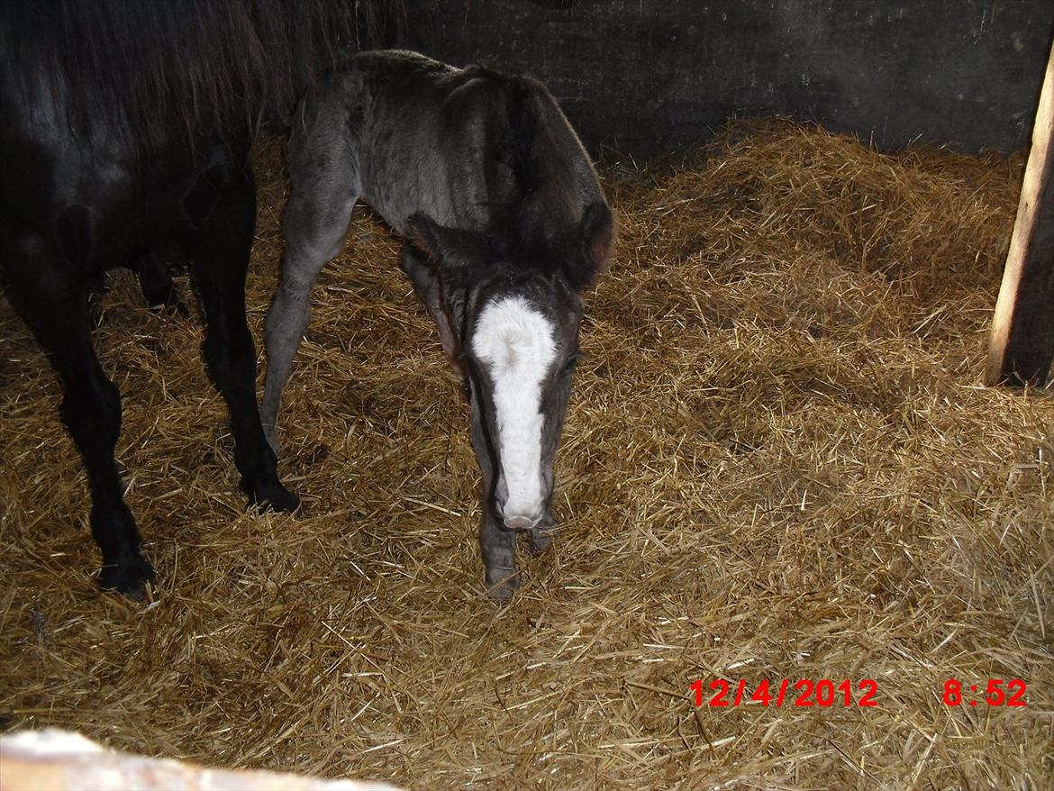 Anden særlig race Jesper født Ponyo billede 7