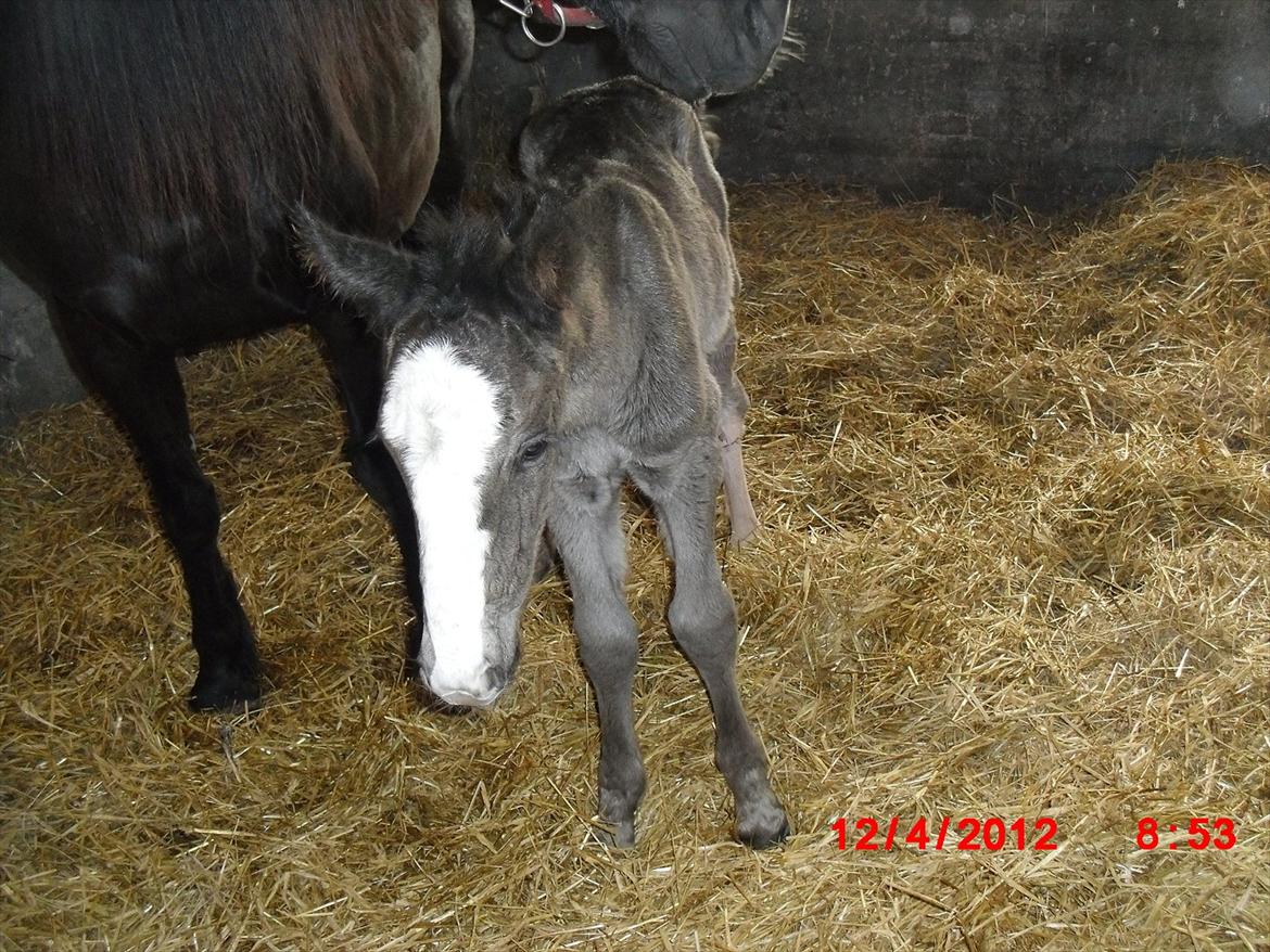 Anden særlig race Jesper født Ponyo billede 8