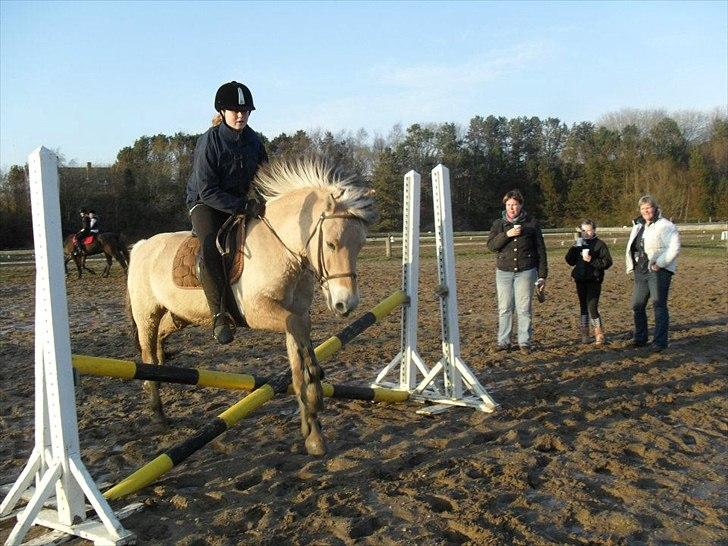 Fjordhest Fjolle - Foto:Emma billede 16